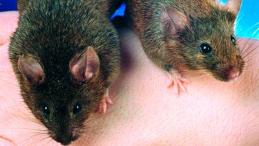 El ratón muta y se desplaza