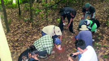 Esperanza para salvar al jaguar en Panamá