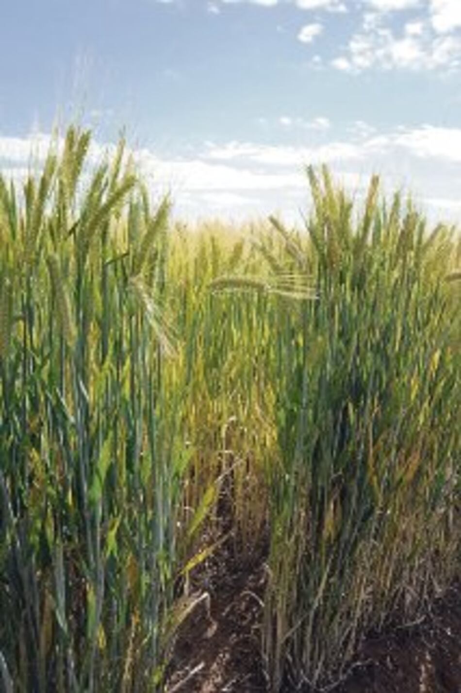 Japón espera oferta de trigo australiano