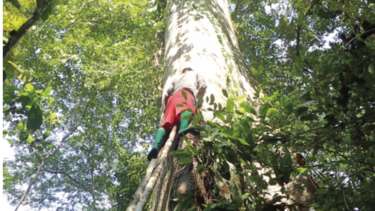 Los ‘gigantes verdes’ del Darién