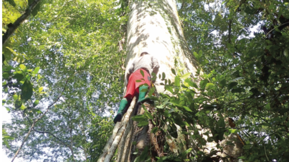 Los ‘gigantes verdes’ del Darién