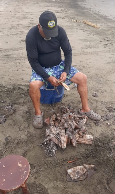 Varamiento de calamares en costas santeñas obedece a los cambios de temperatura: MiAmbiente