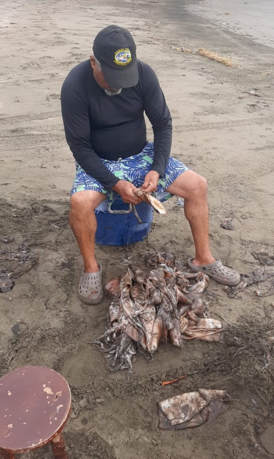 Varamiento de calamares en costas santeñas obedece a los cambios de temperatura: MiAmbiente