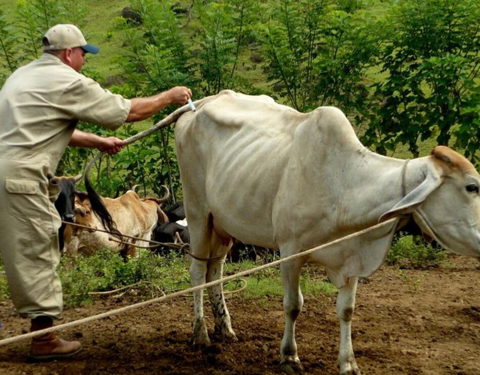 Faltan médicos veterinarios en el país