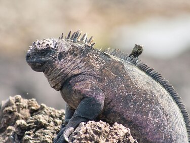 Científico panameño estudia la evolución en Galápagos