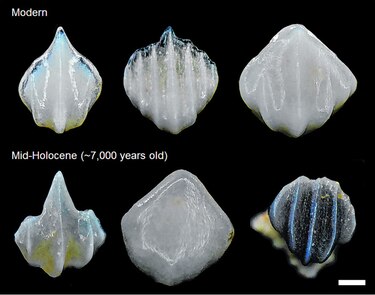 La historia contada por fósiles