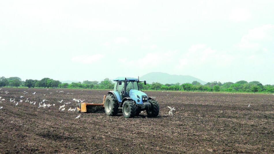 Programan siembra de maní en Alanje