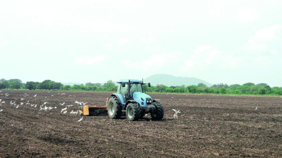Programan siembra de maní en Alanje
