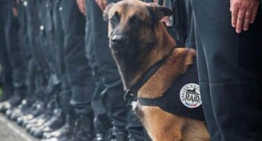Rusia envía a Francia cachorro para sustituir a perro policía que murió en operativo antiterrorista