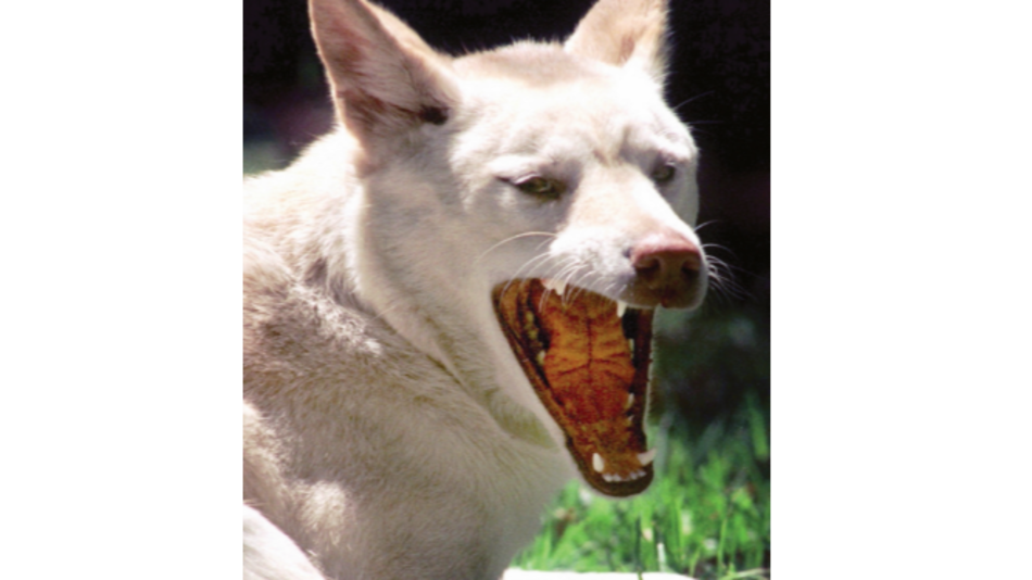 Todo sobre la vida secreta de un perro salvaje