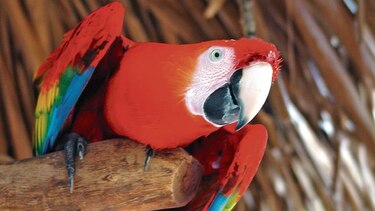 Guacamayos que se sonrojan, un nuevo misterio animal