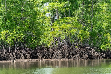 Puerto Barú en Chiriquí: ¿desarrollo económico o amenaza para los manglares?
