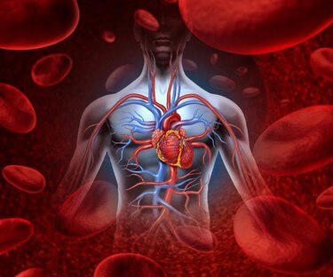 Científicos encuentran una posible clave para reparar corazones dañados