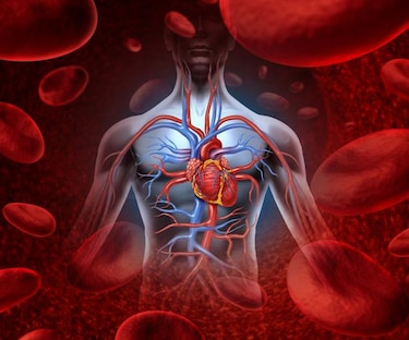Científicos encuentran una posible clave para reparar corazones dañados