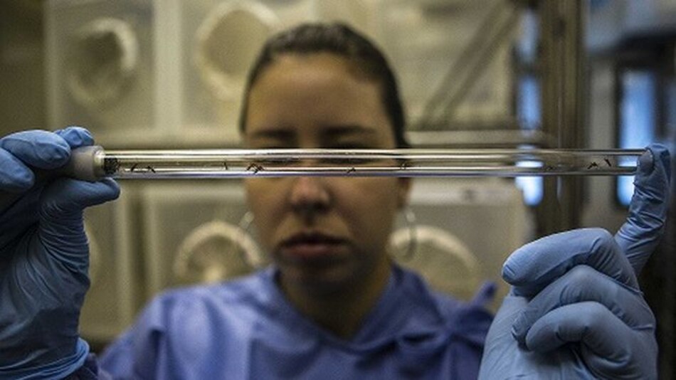 Detectan primer caso de zika transmitido por vía sexual en Francia