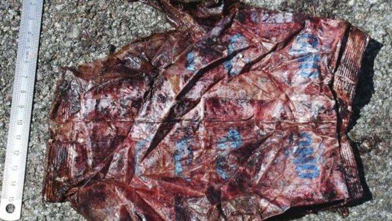 Italia: hallan ballena muerta con plástico en su barriga