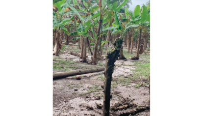 Plátanos, cultivo de los más afectados por inundaciones