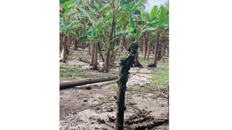 Plátanos, cultivo de los más afectados por inundaciones