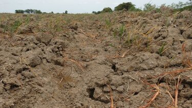 Centroamérica sufre cuantiosas pérdidas por El Niño, según la FAO