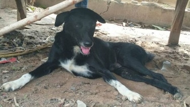 Un perro salva a un bebé enterrado en el campo en Tailandia