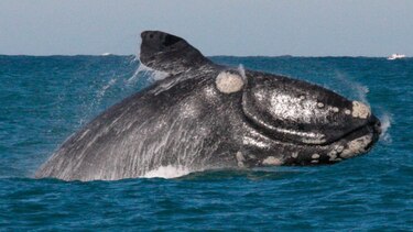 Tres especies de ballenas están 'en peligro' según informe canadiense