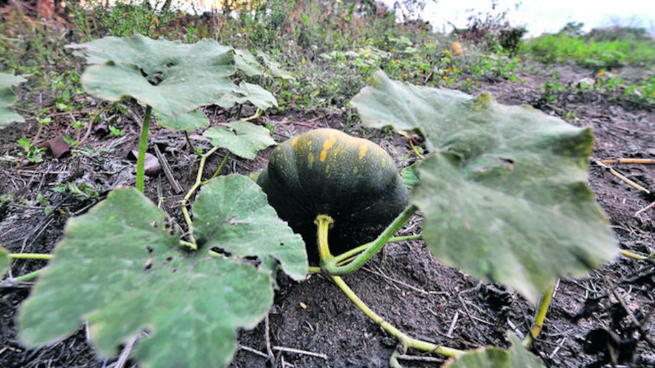 Zapallo local va directo al mercado de Miami