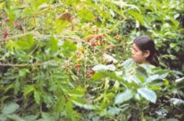 Crean planta de café descafeinado modificado genéticamente