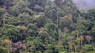 Aprueban en tercer debate el proyecto de ley que crea la comarca Naso