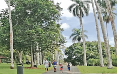 Los animales de la selva