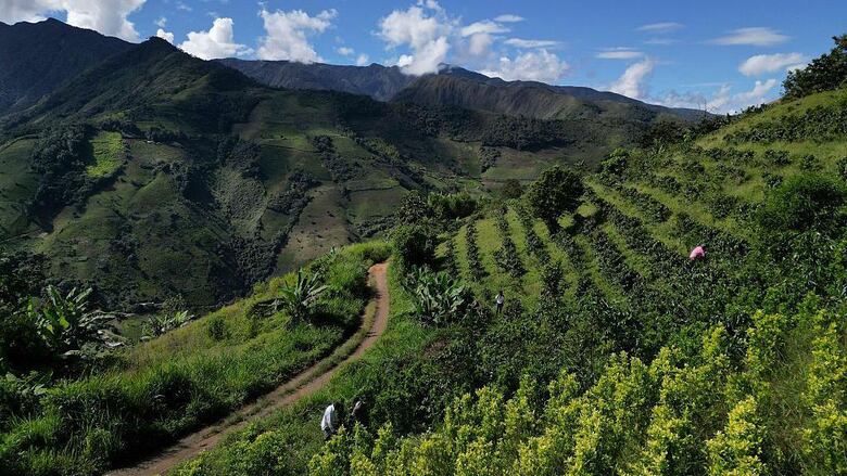 Qué significa que Estados Unidos retire a Colombia la certificación en la lucha contra el narcotráfico