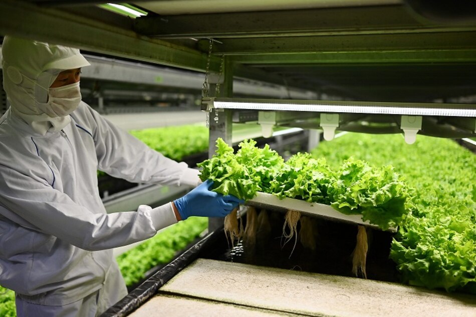 ‘Fábricas de verduras’ en las ciudades de Japón para reemplazar al campo