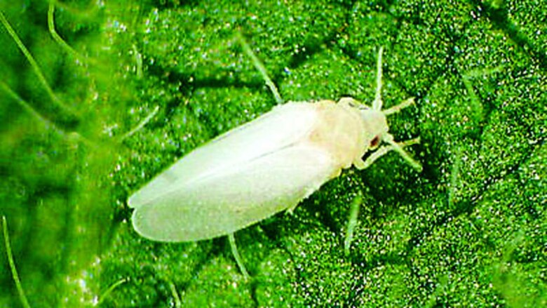 Mosca blanca daña cultivo de tomate
