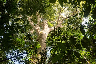 El Bezos Earth Fund concede 12 millones de dólares al Smithsonian para apoyar un importante proyecto de carbono forestal