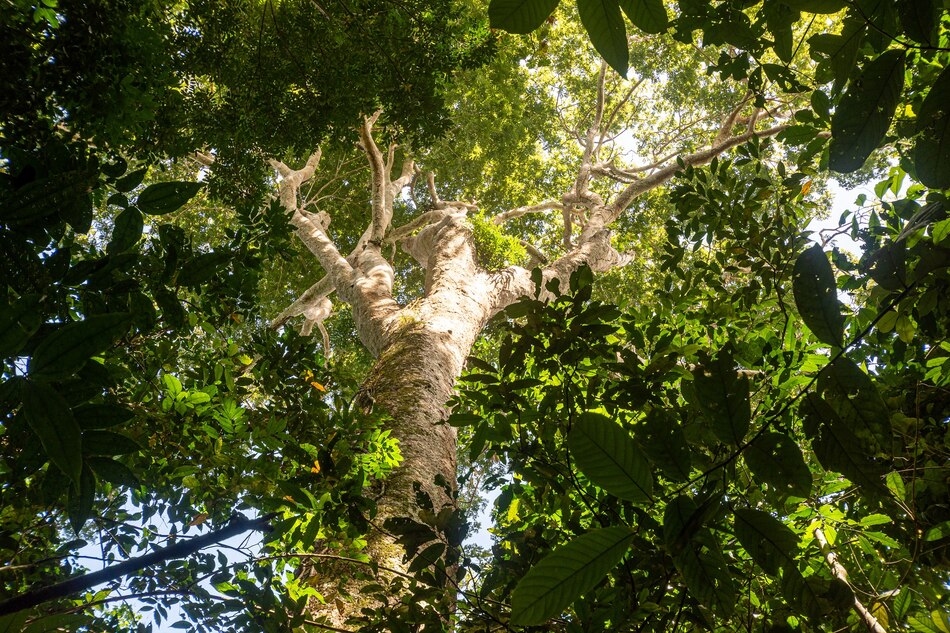 El Bezos Earth Fund concede 12 millones de dólares al Smithsonian para apoyar un importante proyecto de carbono forestal