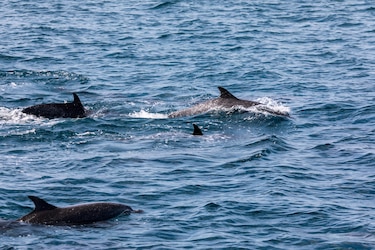 A la espera de las ballenas: un encuentro con la naturaleza en el Pacífico panameño
