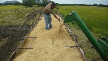 Arroceros reportan mermas en su producción en el Valle de Tonosí