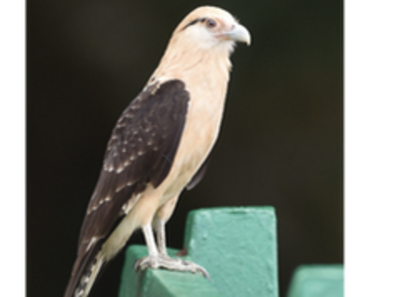 Noviembre de la patria y de aves migratorias