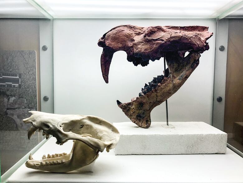 Hallan fósil del extinto marsupial dientes de sable