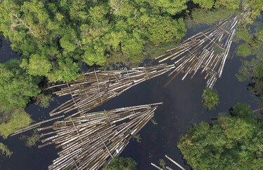 Deforestación en Amazonía cae levemente en agosto