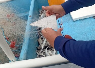 Redes de enmalle ilegales son incautadas durante operativo en el mar