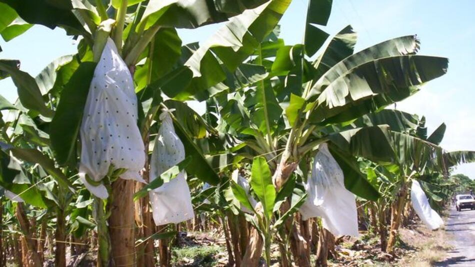 Todo listo para la firma del contrato entre el Estado y la filial de Del Monte