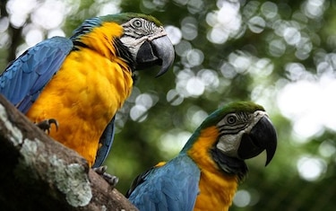 Nuevo estudio sobre especies amenazadas de Panamá está casi listo