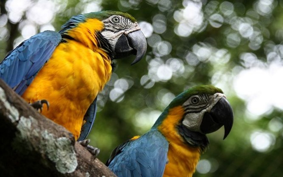 Nuevo estudio sobre especies amenazadas de Panamá está casi listo