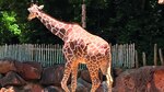 El zoológico de Atlanta: un hogar lleno de aprendizaje