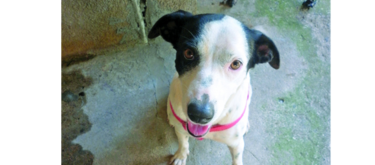Pinky Winky, Lentita y el sol