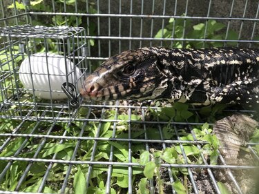 Usan trampas con inteligencia artificial contra especies invasoras en Florida
