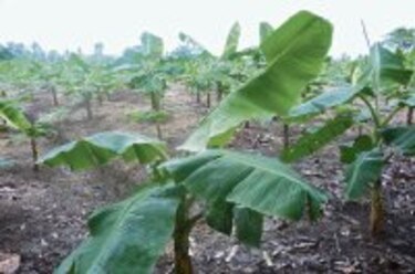 Se transforma siembra de plátano en Barú
