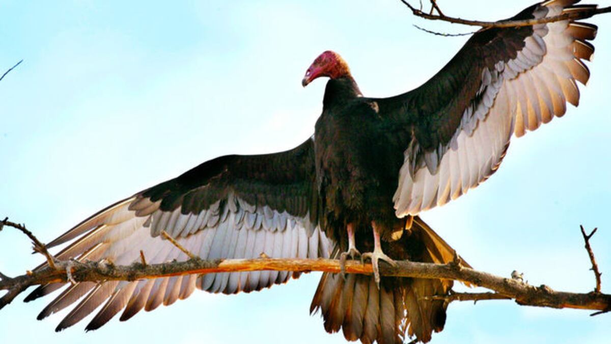 El gallinazo cabecirrojo es una de las especies que se monitorea en el cerro Ancón. En 2014 se contabilizaron 1 millón 864 mil 861 de ellos. MCT DIrect