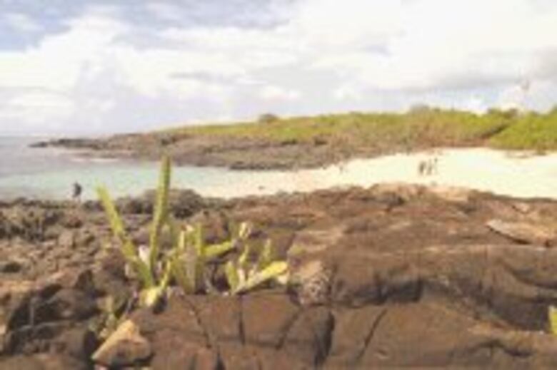 Con la aventura por bandera