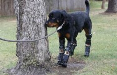 Perro recibe prótesis en las cuatro patas